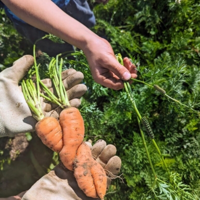 Vielfalt und Artenschutz