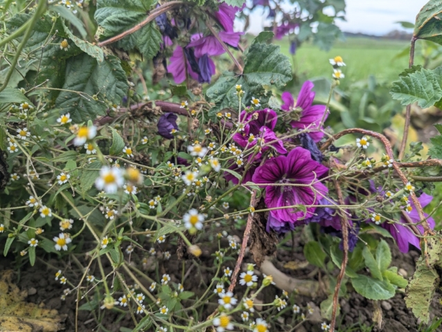 Farbenfrohe Natur auf unserer Acker-Oase. Copyright Eva Weigell