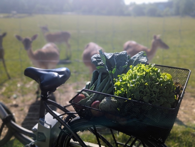 Das Gemüse wird verpackungsarm in einer Kiste geliefert. Die Transportwege sind aus Münsing und Weidenkam minimal.