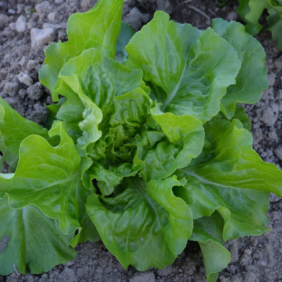 Über das Biosiegel hinaus