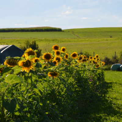 Eigener Mulch und ökologische Bodenbearbeitung